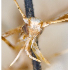 /filer/webapps/moths_gc/media/images/C/clisiophora_Acrocercops_ST5_head_ANIC.jpg