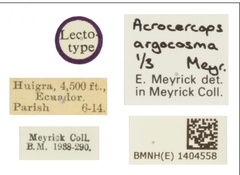 /filer/webapps/moths_gc/media/images/A/argocosma_Acrocercops_ST_1404558_BMNH_Labels.jpg