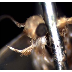 /filer/webapps/moths_gc/media/images/A/aurifascia_Phyllonorycter_HT_head_BMNH.jpg