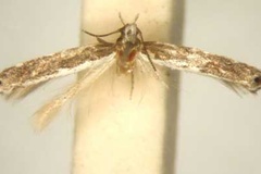 Pareclectis leucosticha