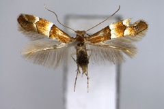 Phyllonorycter bicinctella
