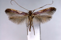 Caloptilia recitata