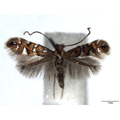 /filer/webapps/moths_gc/media/images/N/nigrescentella_Phyllonorycter_AM_WJDP.jpg