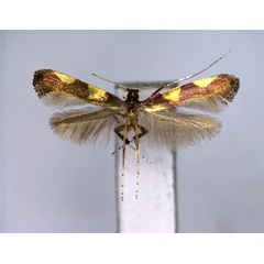 /filer/webapps/moths_gc/media/images/G/geminata_Caloptilia_A_EIHU.jpg