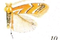 Cameraria saccharella