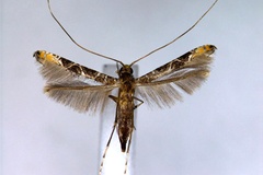 Conopomorpha cramerella