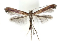Caloptilia recitata