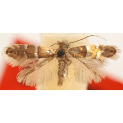 /filer/webapps/moths_gc/media/images/G/gemmea_Phyllonorycter_ST_Eiseman-&-Davis_2020_216.jpg