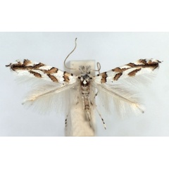 /filer/webapps/moths_gc/media/images/K/kuhlweiniella_Phyllonorycter_A_WJDP.jpg