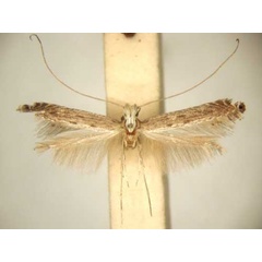 /filer/webapps/moths_gc/media/images/H/homotypa_Pleiomorpha_PT_TMSA6100.jpg