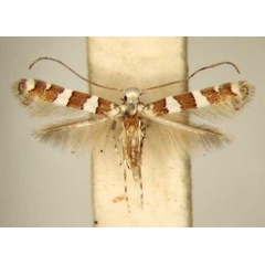 /filer/webapps/moths_gc/media/images/G/gossypii_Acrocercops_PT_TMSA6209.jpg