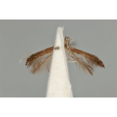 /filer/webapps/moths_gc/media/images/L/leptalea_Acrocercops_ST_ANIC31-087277_ventral.jpg