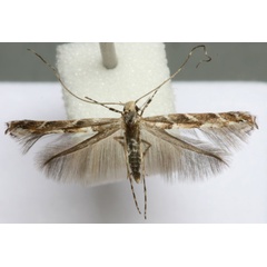 /filer/webapps/moths_gc/media/images/B/brongniardella_Acrocercopcops_A_Barton_2.jpg