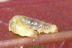 Macarostola eugeniella