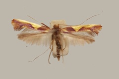 Caloptilia xanthopharella