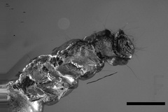 Phyllonorycter inopinata