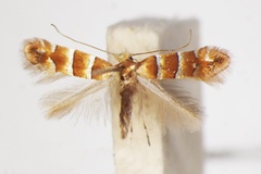 Phyllonorycter chrysella