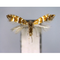 /filer/webapps/moths_gc/media/images/J/juglandis_Phyllonorycter_PT_EIHU.jpg