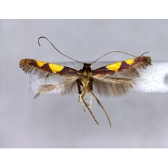 /filer/webapps/moths_gc/media/images/R/ryukyuensis_Caloptilia_A_EIHU.jpg