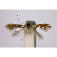 /filer/webapps/moths_gc/media/images/P/pseudojoviella_Phyllonorycter_PT_BMNH.jpg