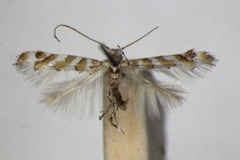 Cupedia cupediella