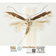 /filer/webapps/moths_gc/media/images/C/chionochtha_Acrocercops_LT_BMNH_1405880.jpg
