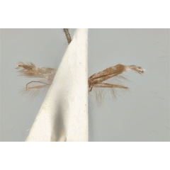 /filer/webapps/moths_gc/media/images/A/acares_Aristaea_ST_ANIC31-076455_ventral.jpg