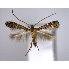 /filer/webapps/moths_gc/media/images/F/fraxinella_Metriochroa_PT_EIHU.jpg