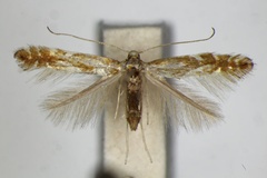 Phyllonorycter myricae