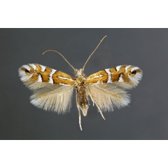 /filer/webapps/moths_gc/media/images/A/anderidae_Phyllonorycter_A_.jpg