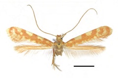 Caloptilia ceryneia