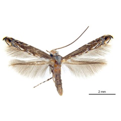 /filer/webapps/moths_gc/media/images/X/xerocarpa_Epicephala_PTM_ANIC.jpg