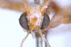 Epicephala acrobaphes