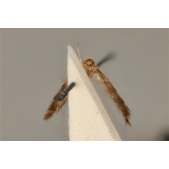 /filer/webapps/moths_gc/media/images/E/enchalcoa_Phyllonorycter_ST_ANIC31-053609_ventral.jpg