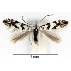 /filer/webapps/moths_gc/media/images/J/joannisi_Phyllonorycter_A_WDP3.jpg