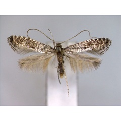 /filer/webapps/moths_gc/media/images/M/minor_Parornix_A_EIHU.jpg