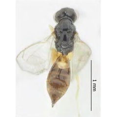 /filer/webapps/moths_gc/media/images/I/issikii_Phyllonorycter_Elachertus_inunctus_Kosheleva_et_al._2022_10.jpg