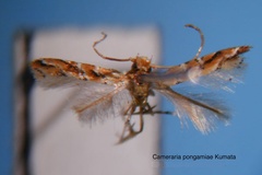 Cameraria pongamiae