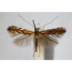 /filer/webapps/moths_gc/media/images/K/klimeschiella_Phyllonorycter_A_ZSM.jpg