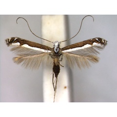 /filer/webapps/moths_gc/media/images/A/aemula_Dialectica_A_EIHUa.jpg