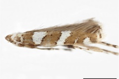 Acrocercops maranthaceae