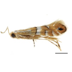 /filer/webapps/moths_gc/media/images/C/caraganella_Phyllonorycter_A_Kirichenko-et-al_2019_29_2.jpg