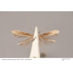/filer/webapps/moths_gc/media/images/Z/zalosticha_Epicephala_PLT_ANIC31-053787_ventral.jpg
