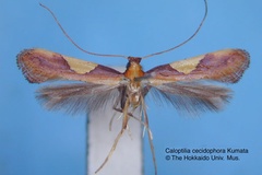 Caloptilia cecidophora