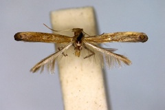 Caloptilia soyella