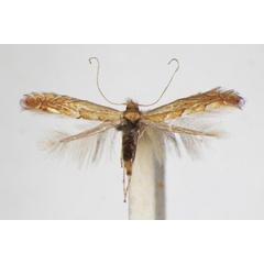 /filer/webapps/moths_gc/media/images/M/messaniella_Phyllonoycter_A_ZSM_2.jpg