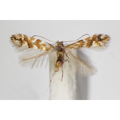 /filer/webapps/moths_gc/media/images/H/hancola_Phyllonorycter_A_ZSM.jpg