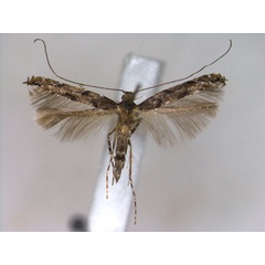 /filer/webapps/moths_gc/media/images/A/amurensis_Acrocercops_A_EIHU_2.jpg