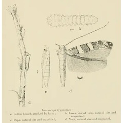 /filer/webapps/moths_gc/media/images/Z/zygonoma_Acrocercops_ST_Fletcher_1921_Pl65.jpg