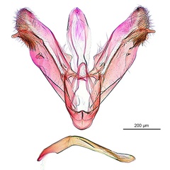 /filer/webapps/moths_gc/media/images/P/pinnatae_Liocrobyla_PT8_GM_ANIC.jpg